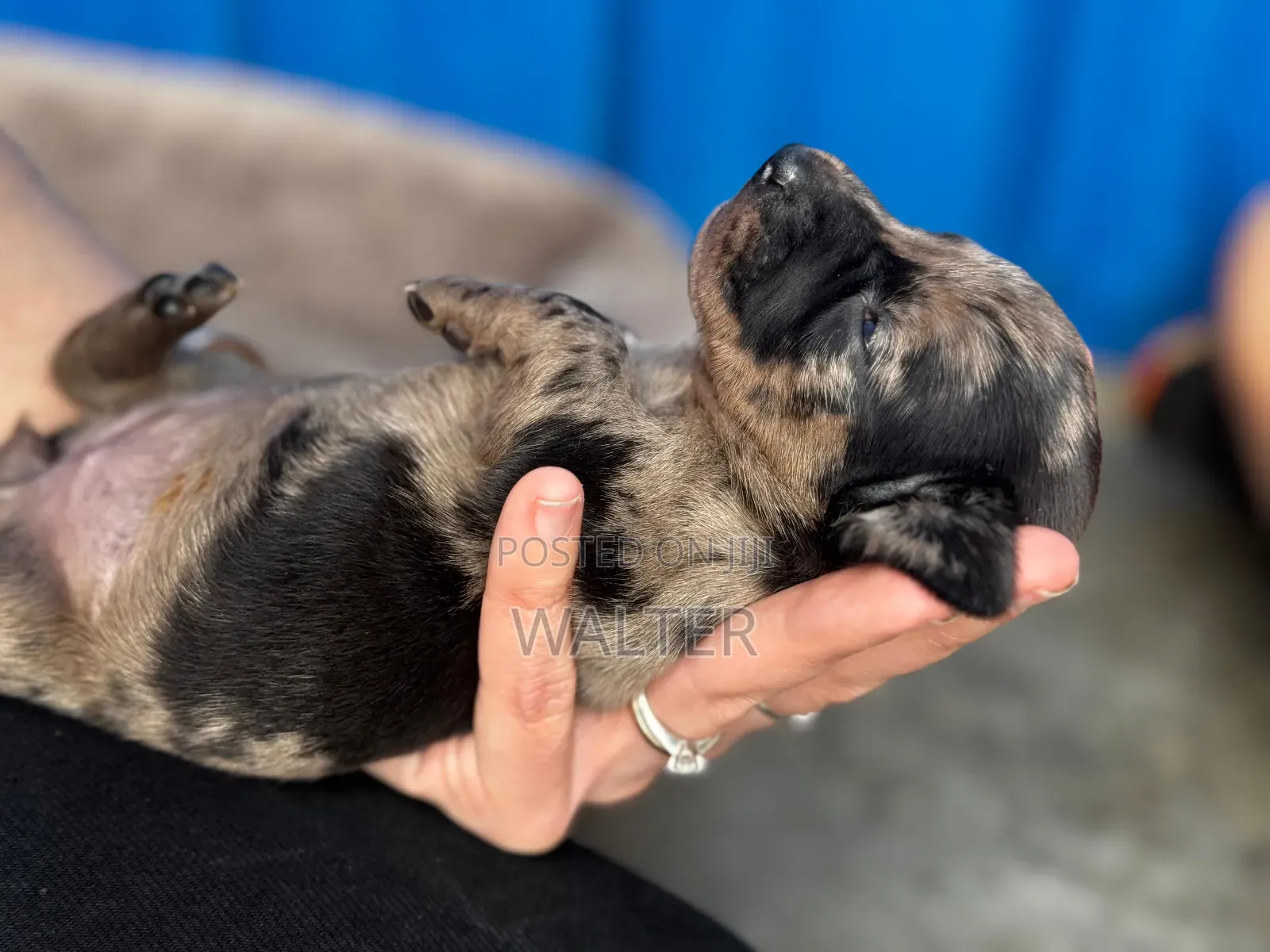 1-3 months Female Purebred Dachshund