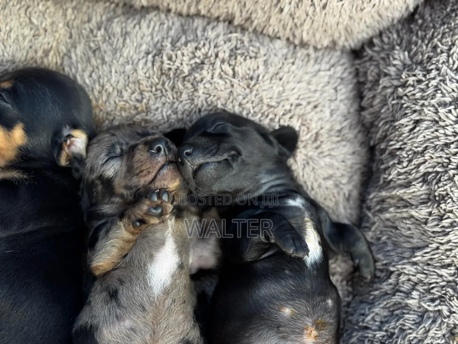1-3 months Female Purebred Dachshund