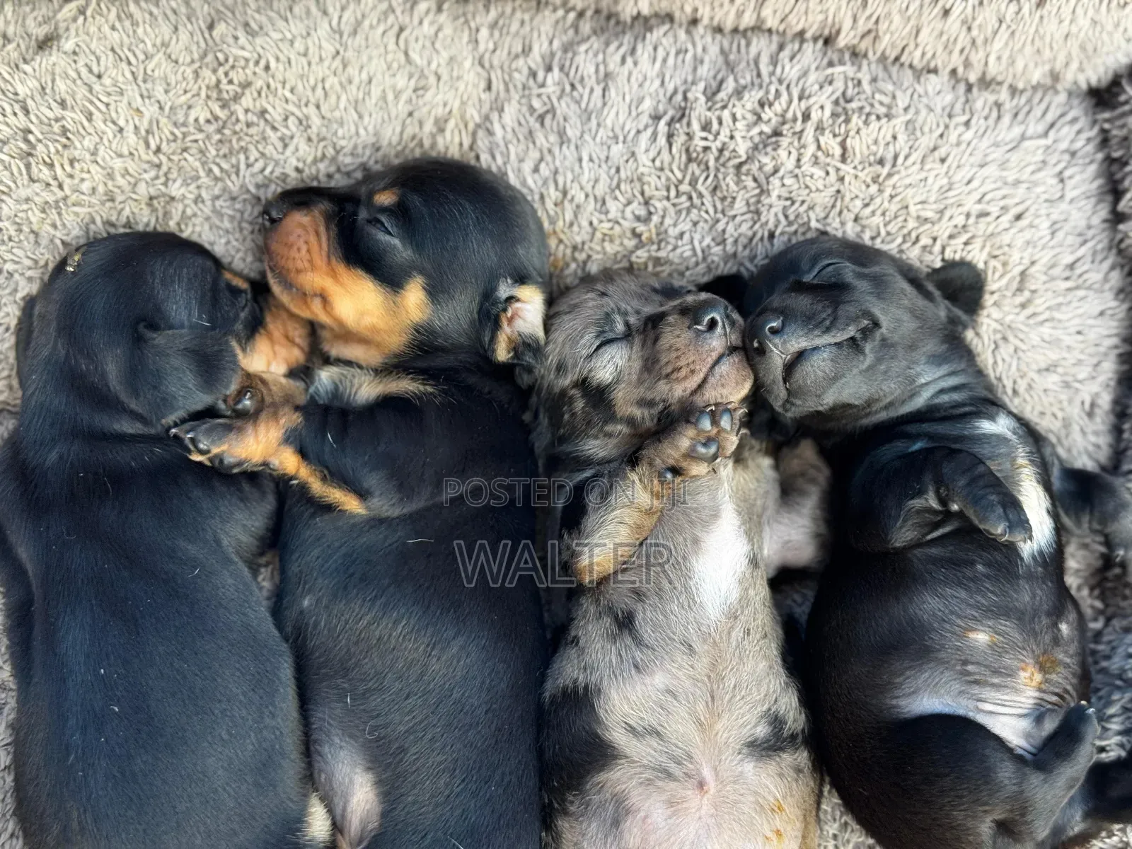 1-3 months Female Purebred Dachshund