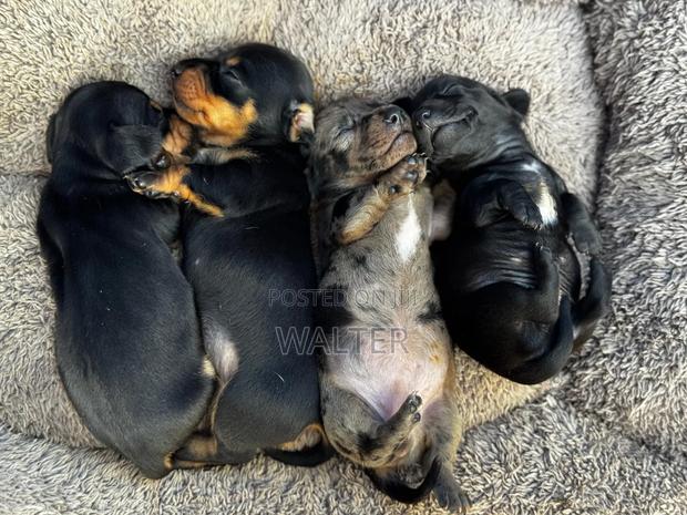 1-3 months Female Purebred Dachshund - thumbnail 10