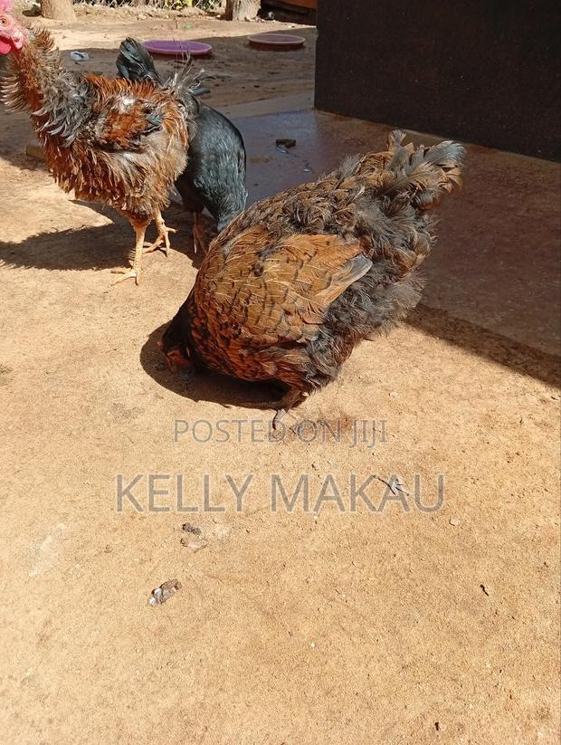 Female Orpingtons on Offer - thumbnail 4