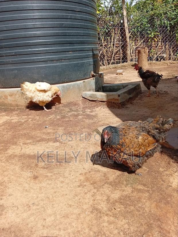 Female Orpingtons on Offer - thumbnail 5