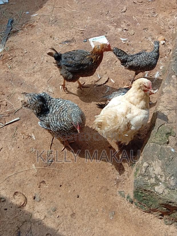 Female Orpingtons on Offer - thumbnail 6