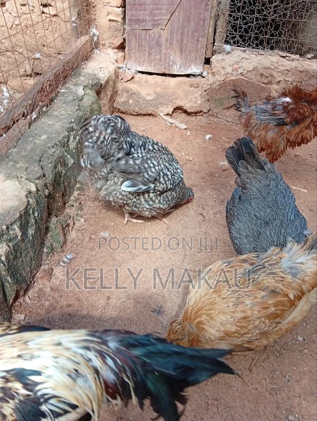 Female Orpingtons on Offer - thumbnail 7