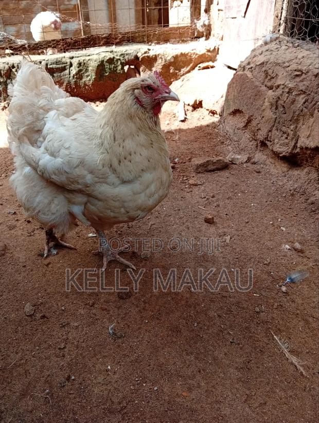 Female Orpingtons on Offer - thumbnail 8