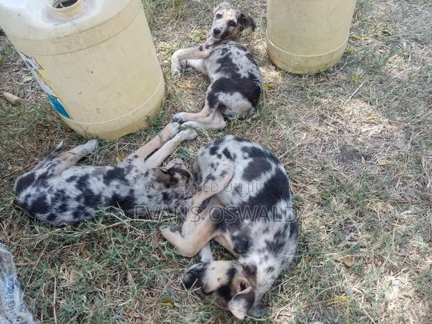 1-3 months Male Mixed Breed German Shepherd - thumbnail 4