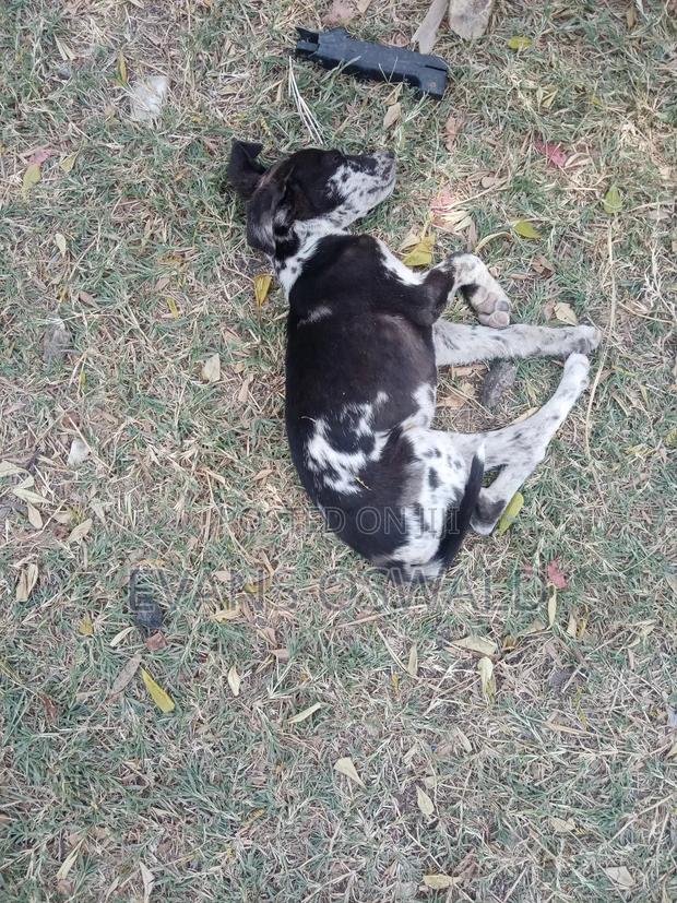 1-3 months Male Mixed Breed German Shepherd - thumbnail 5