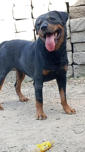 1+ year Male Purebred Rottweiler - thumbnail 2