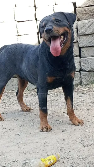 1+ year Male Purebred Rottweiler