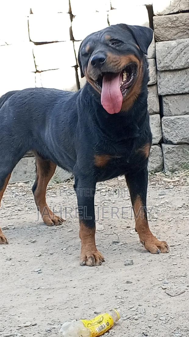 1+ year Male Purebred Rottweiler - main view