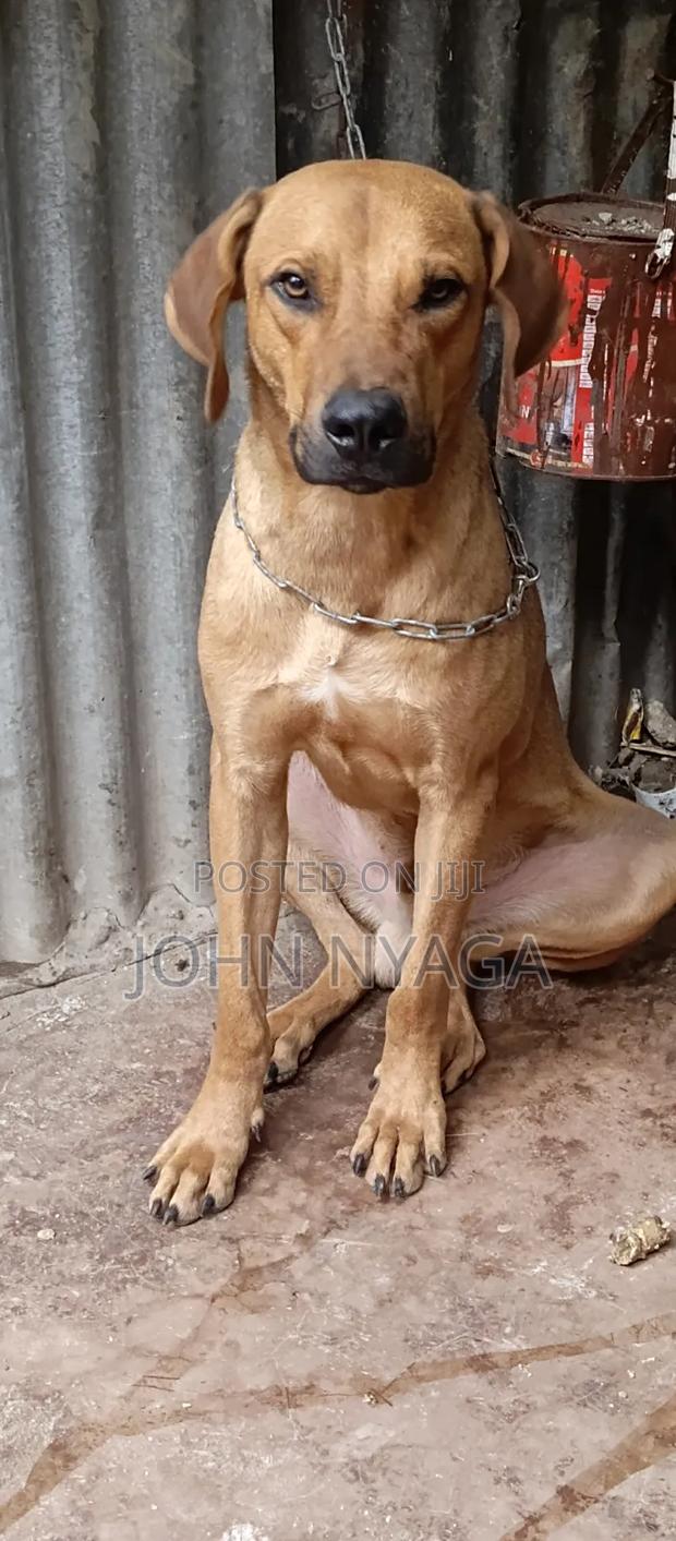 6-12 months Male Purebred Boerboel