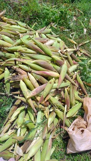 Green Maize for Githeri/Mitungo/Roasting/Mukimo.