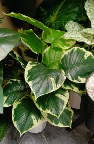 Plants That Are Artificial - main view