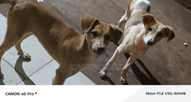 1-3 months Female Mixed Breed Dog - main view