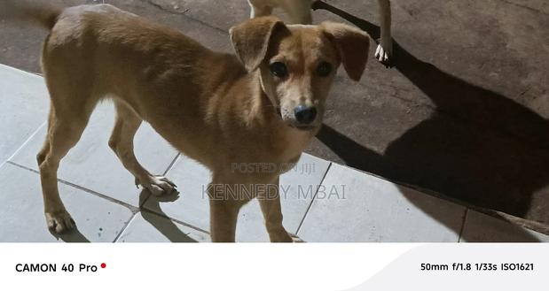 1-3 months Female Mixed Breed Dog - thumbnail 2