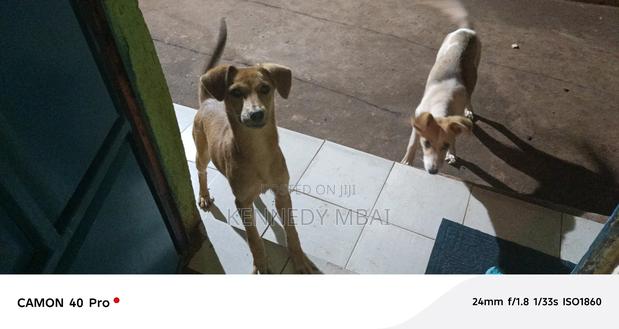 1-3 months Female Mixed Breed Dog - thumbnail 3