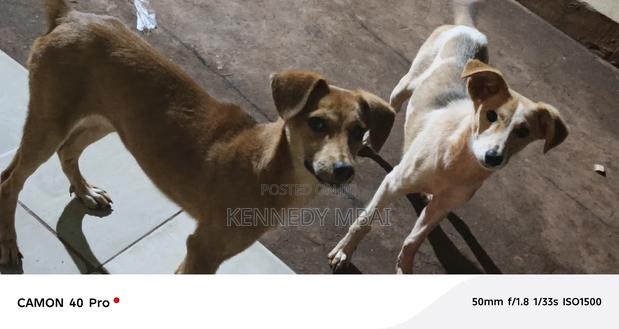 1-3 months Female Mixed Breed Dog - thumbnail 4