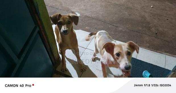 1-3 months Female Mixed Breed Dog - thumbnail 5