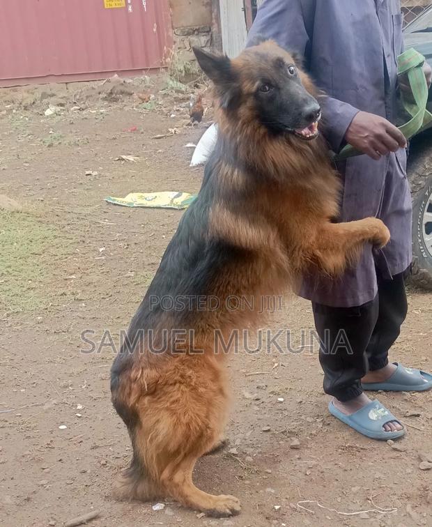 1+ year Male Purebred German Shepherd - thumbnail 3
