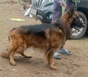 1+ year Male Purebred German Shepherd - thumbnail 2