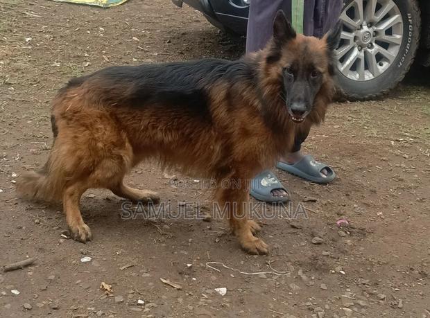 1+ year Male Purebred German Shepherd - thumbnail 4