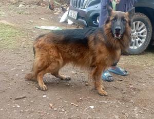 1+ year Male Purebred German Shepherd - thumbnail 2