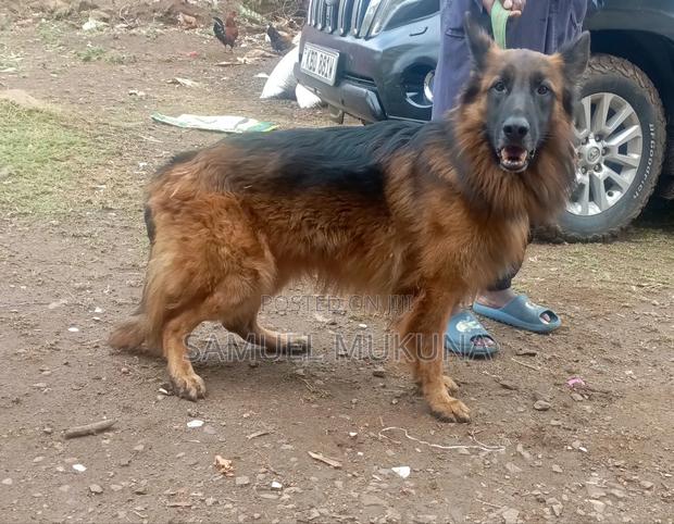 1+ year Male Purebred German Shepherd
