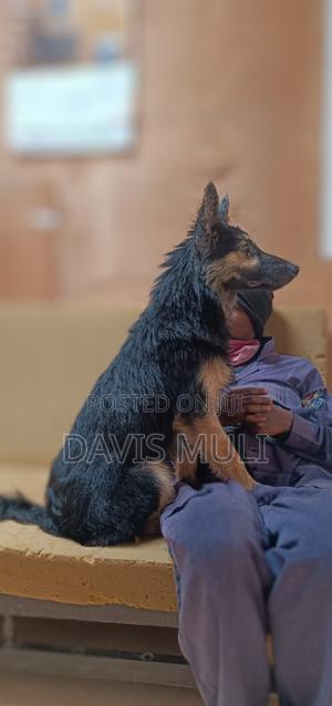 1+ year Male Mixed Breed German Shepherd - thumbnail 2