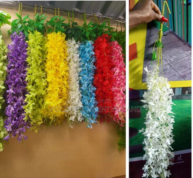 Hanging Wisteria in All Colours