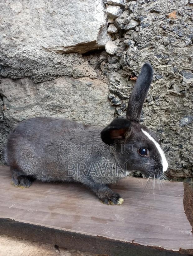 Mixed Breed Rabbit for Sell - main view