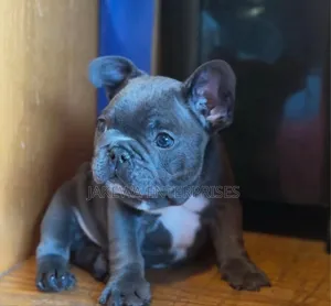 1-3 months Male Purebred French Bulldog