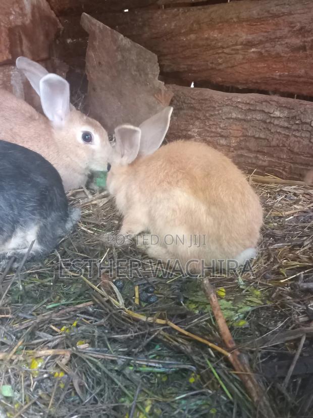 Rabbits for Sale - main view