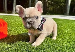 1-3 months Female Purebred French Bulldog