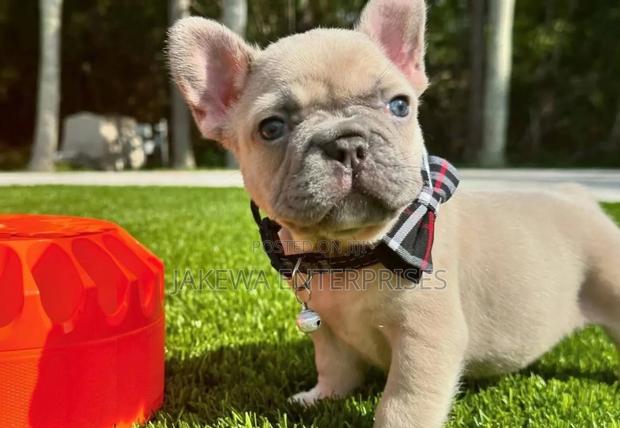 1-3 months Female Purebred French Bulldog