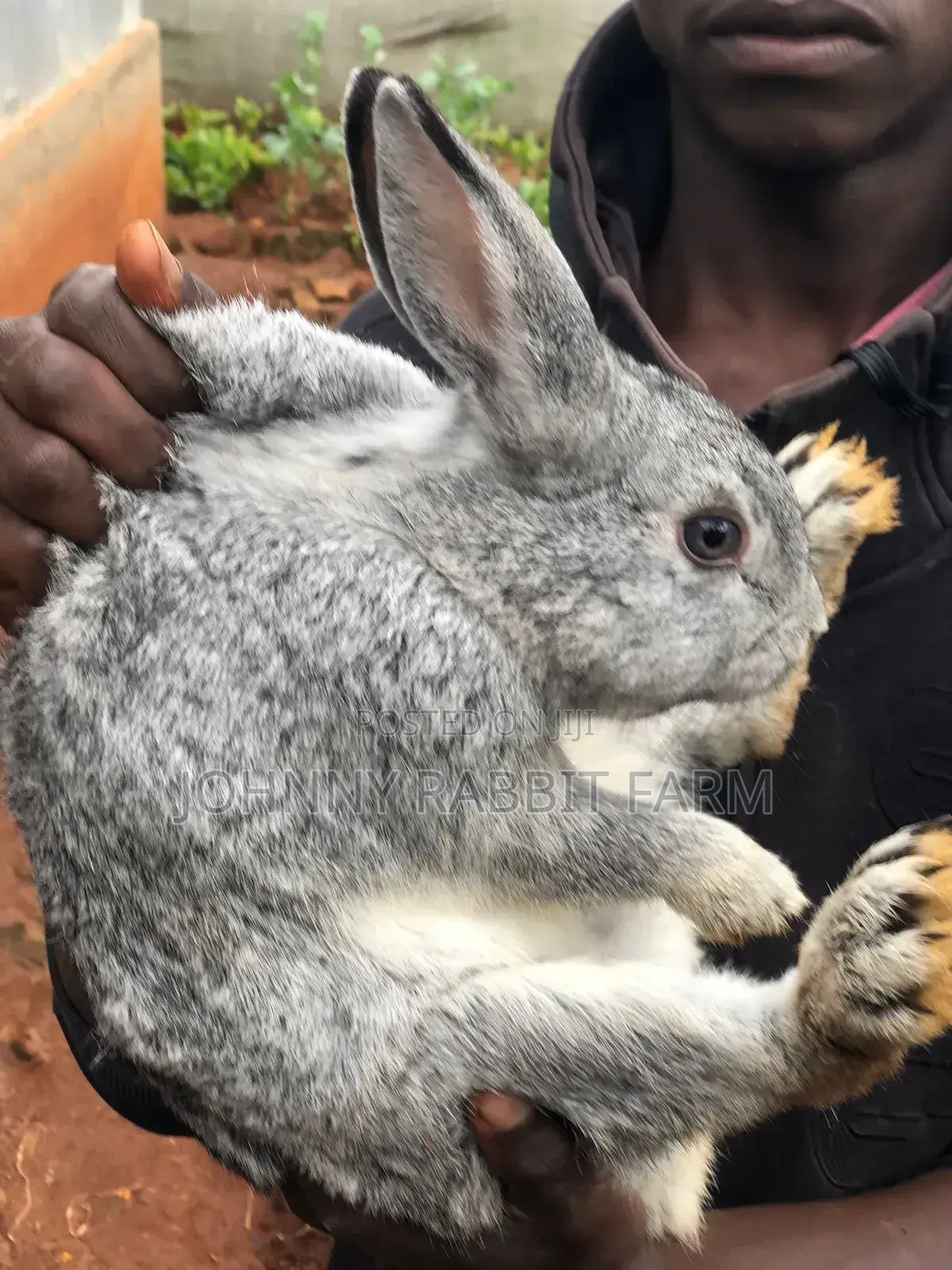 Hybrid Rabbits