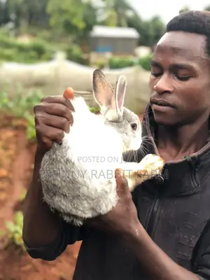 Hybrid Rabbits