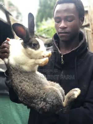 Hybrid Rabbits
