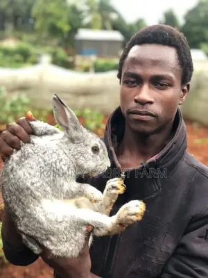Hybrid Rabbits
