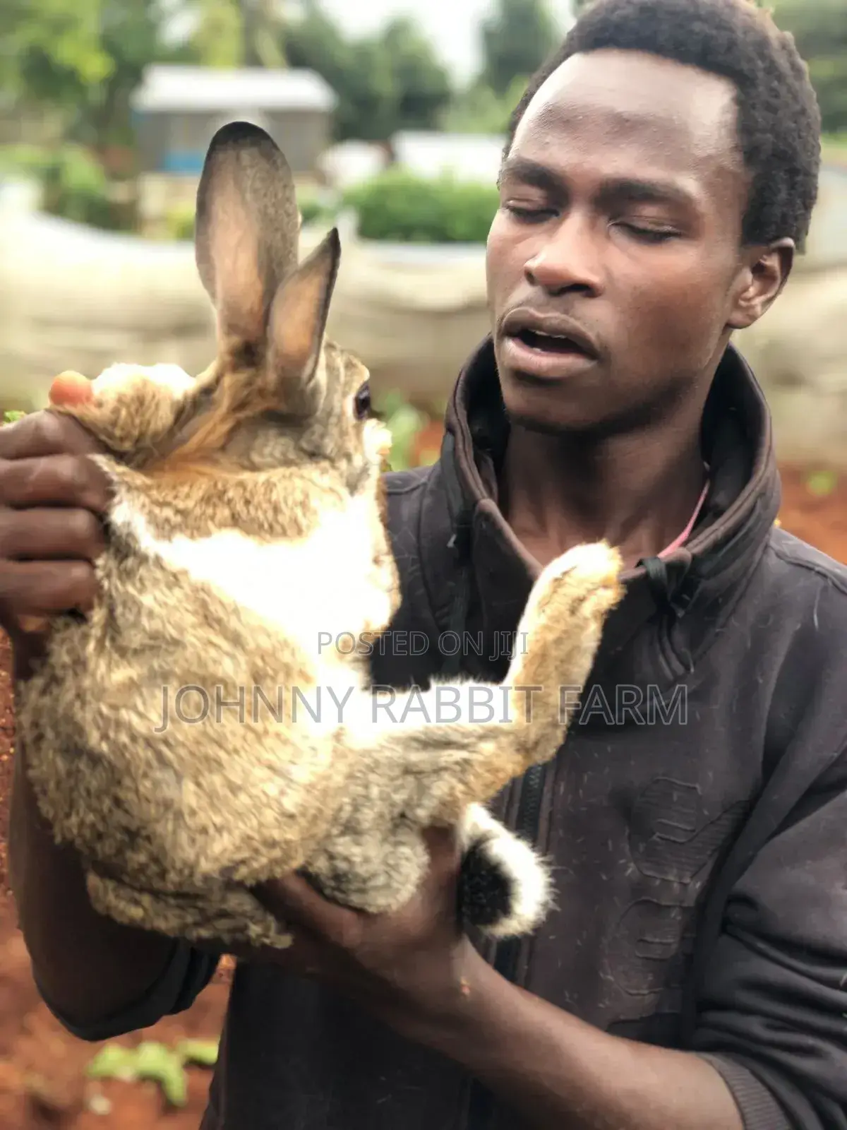 Hybrid Rabbits