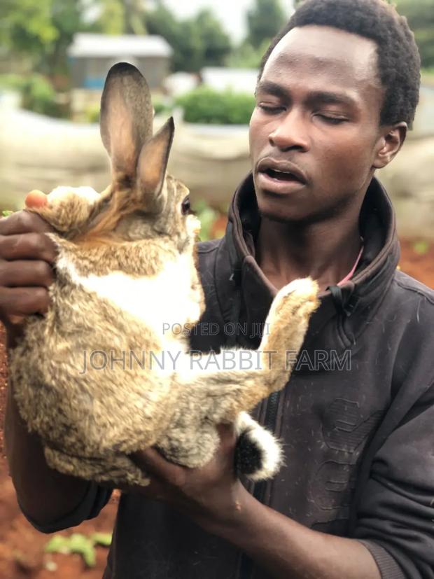 Hybrid Rabbits - thumbnail 5