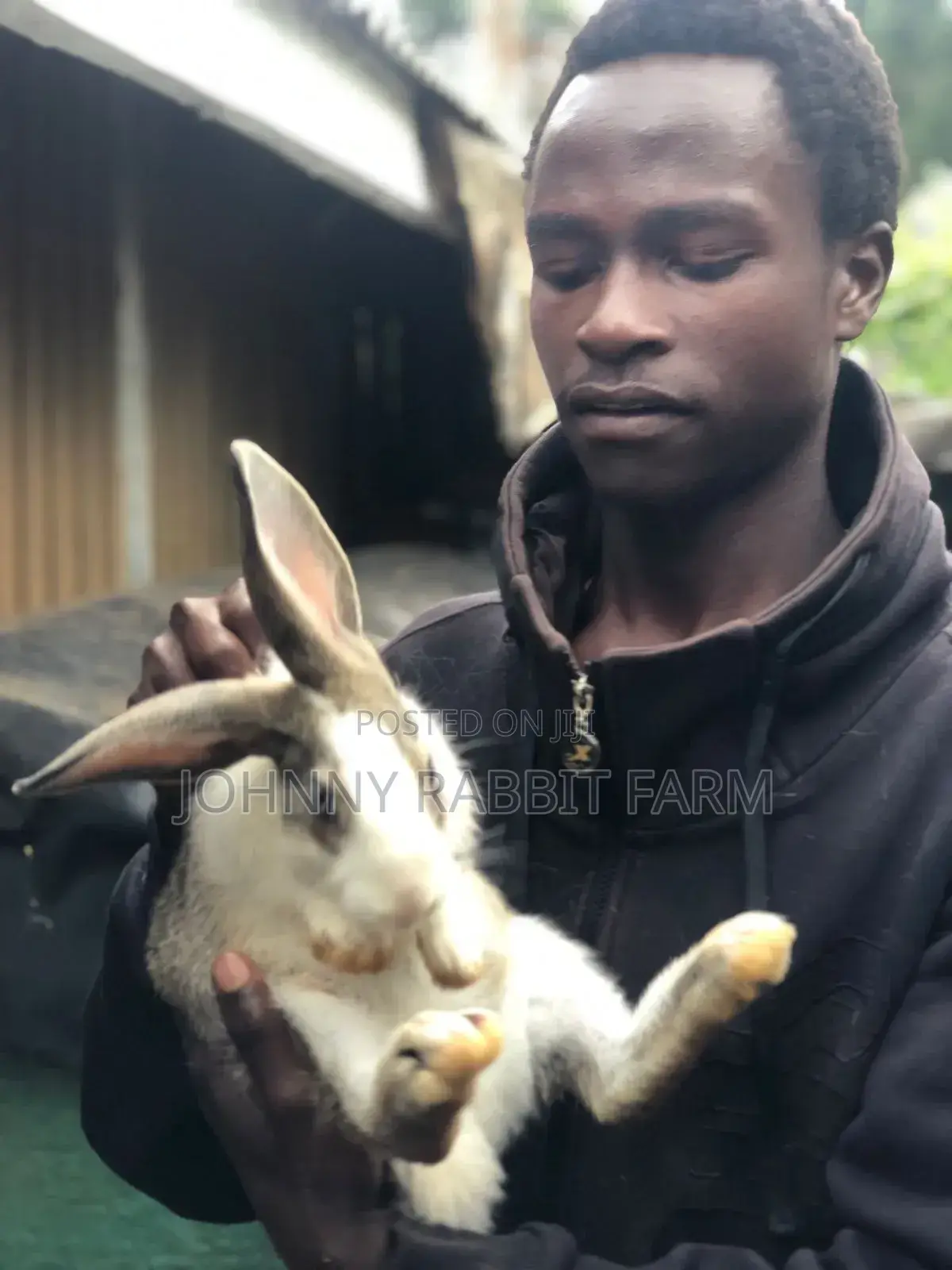 Hybrid Rabbits