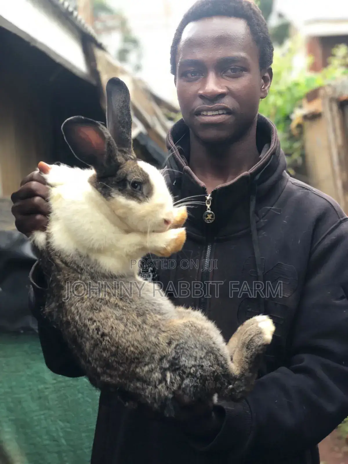 Hybrid Rabbits