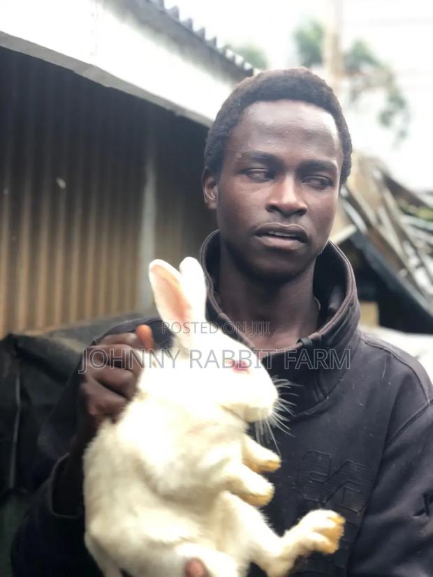 Hybrid Rabbits - thumbnail 8