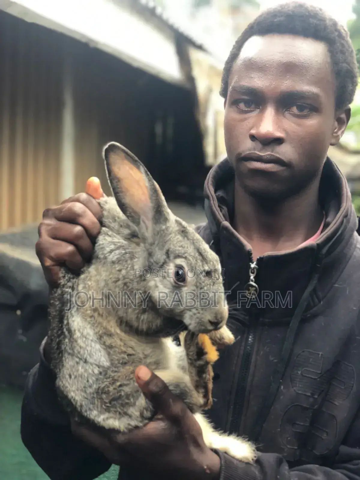 Hybrid Rabbits