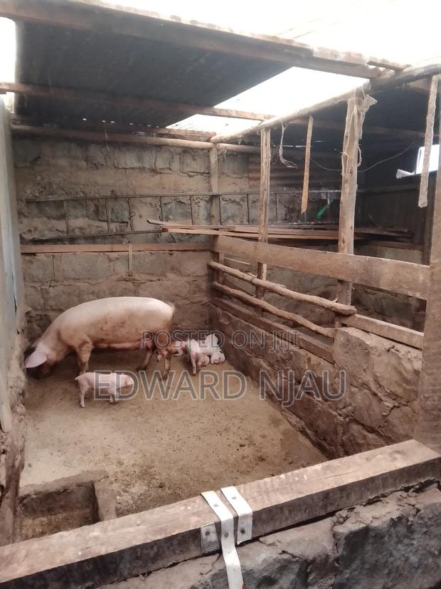 Large White Pigs - main view