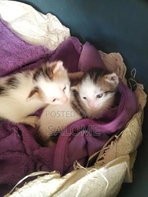 1-3 months Female Mixed Breed Chartreux - thumbnail 2