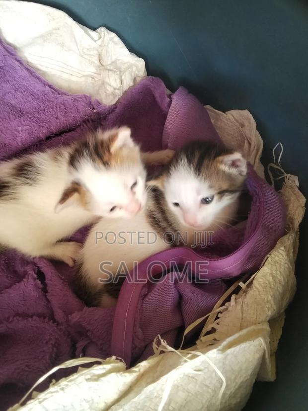 1-3 months Female Mixed Breed Chartreux - main view