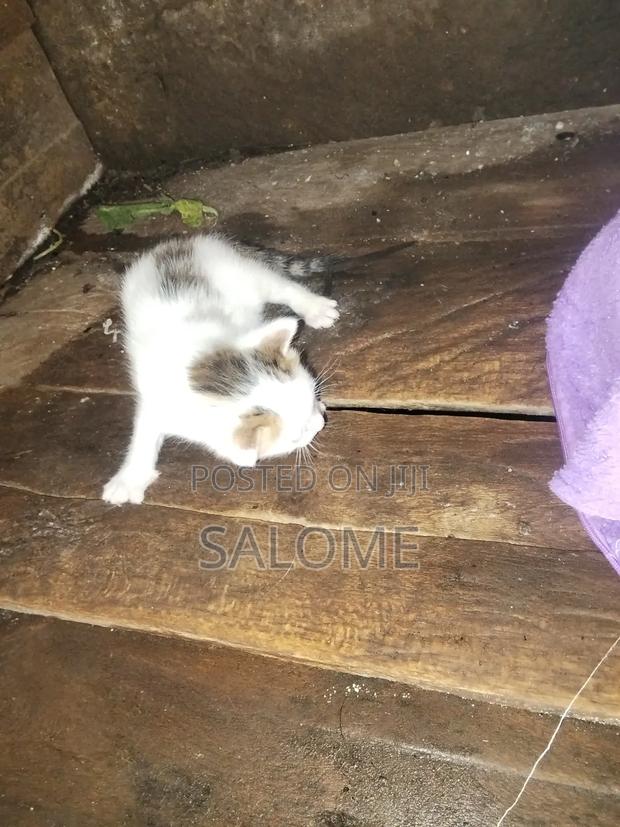 1-3 months Female Mixed Breed Chartreux - thumbnail 3