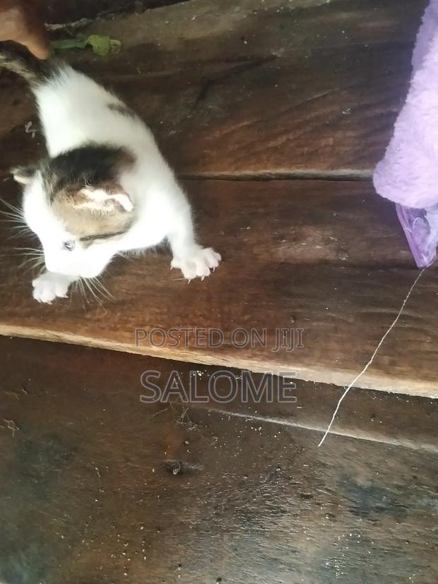 1-3 months Female Mixed Breed Chartreux - thumbnail 4