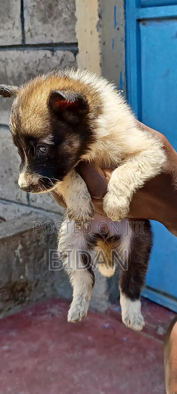 0-1 month Female Purebred German Shepherd - thumbnail 3